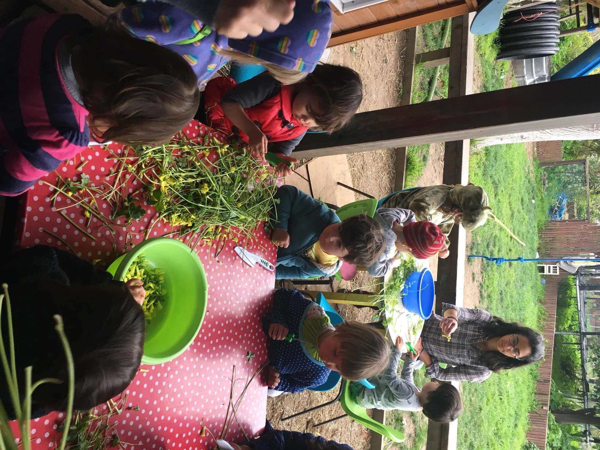 Nichole  Talbott - NaturalDied_Oxsalis2.jpeg