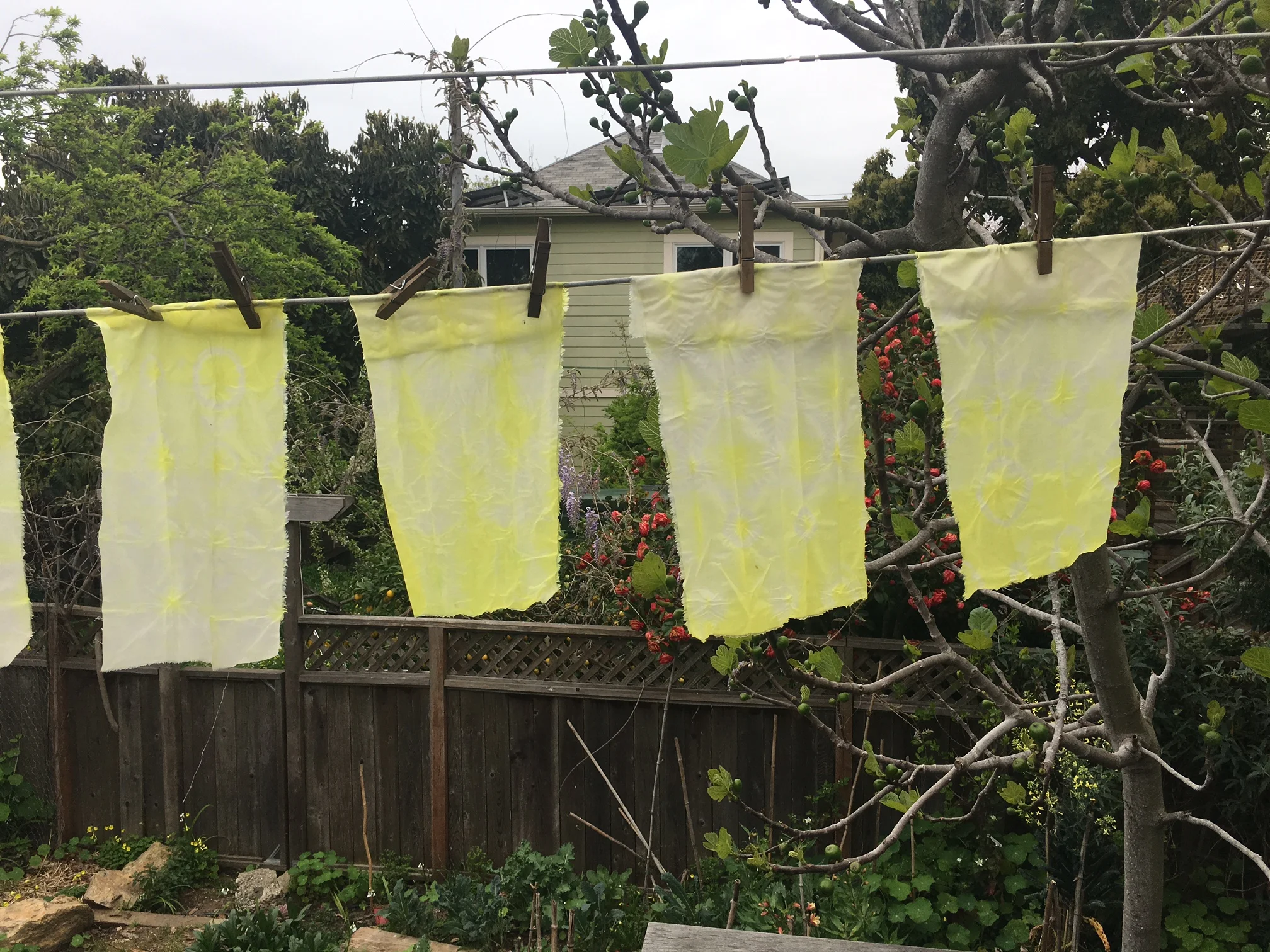 Nichole  Talbott - NaturalDied_Oxsalis4.jpeg