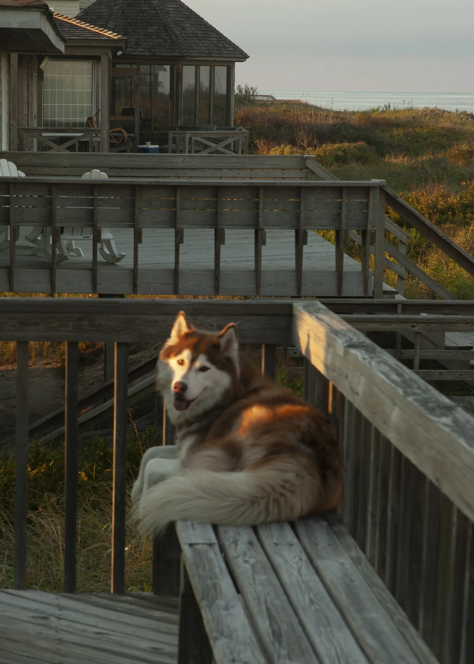 Mojo on his beach deck