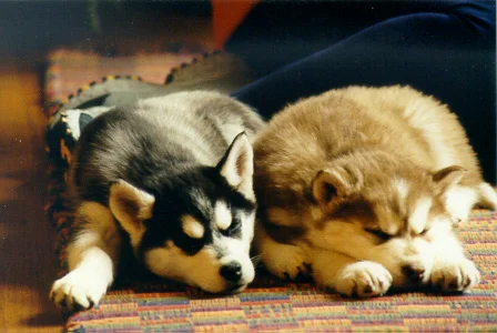 Mojo & Maddie resting after a hard day’s romp. Those were the days…