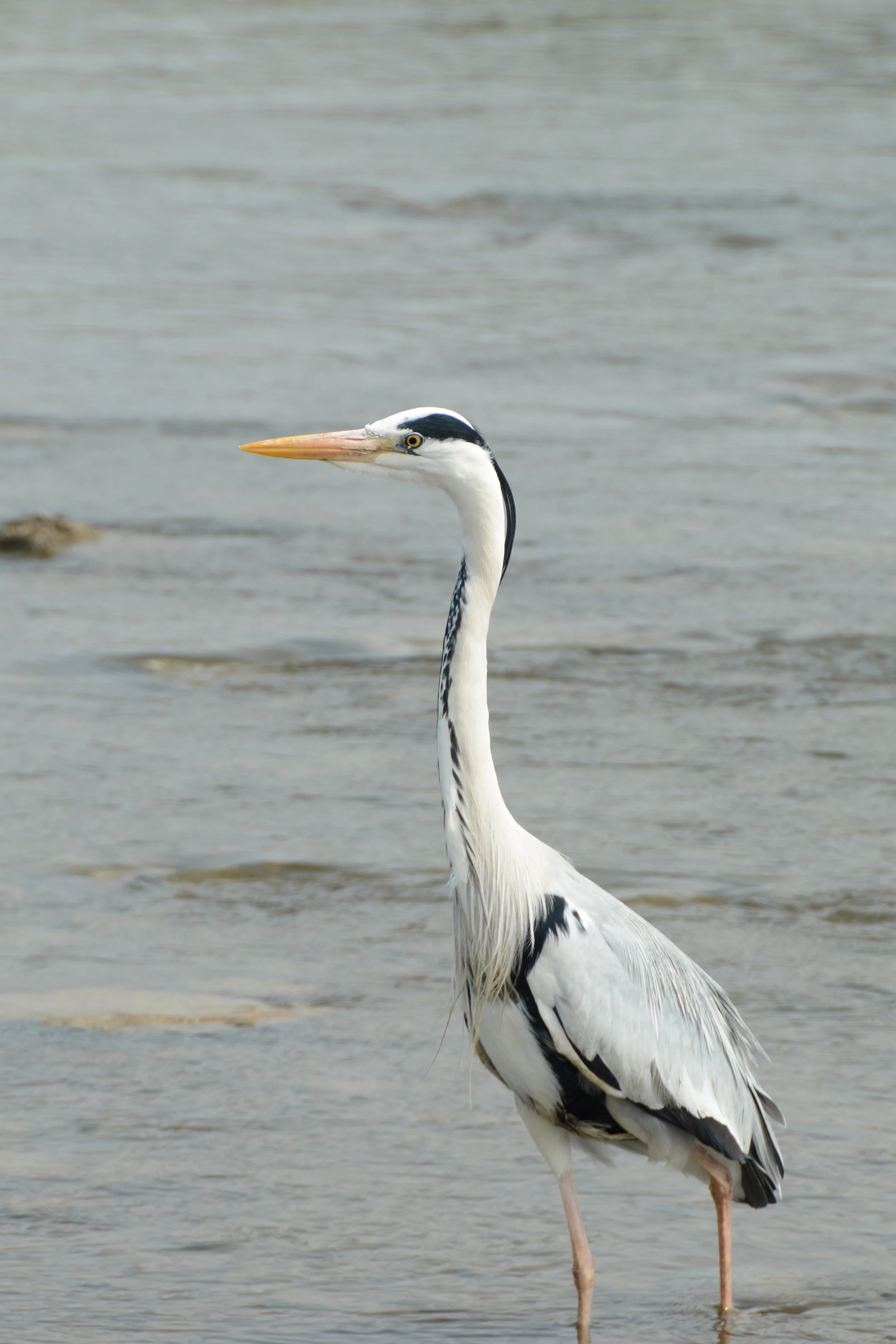 Heron on the Kamo River