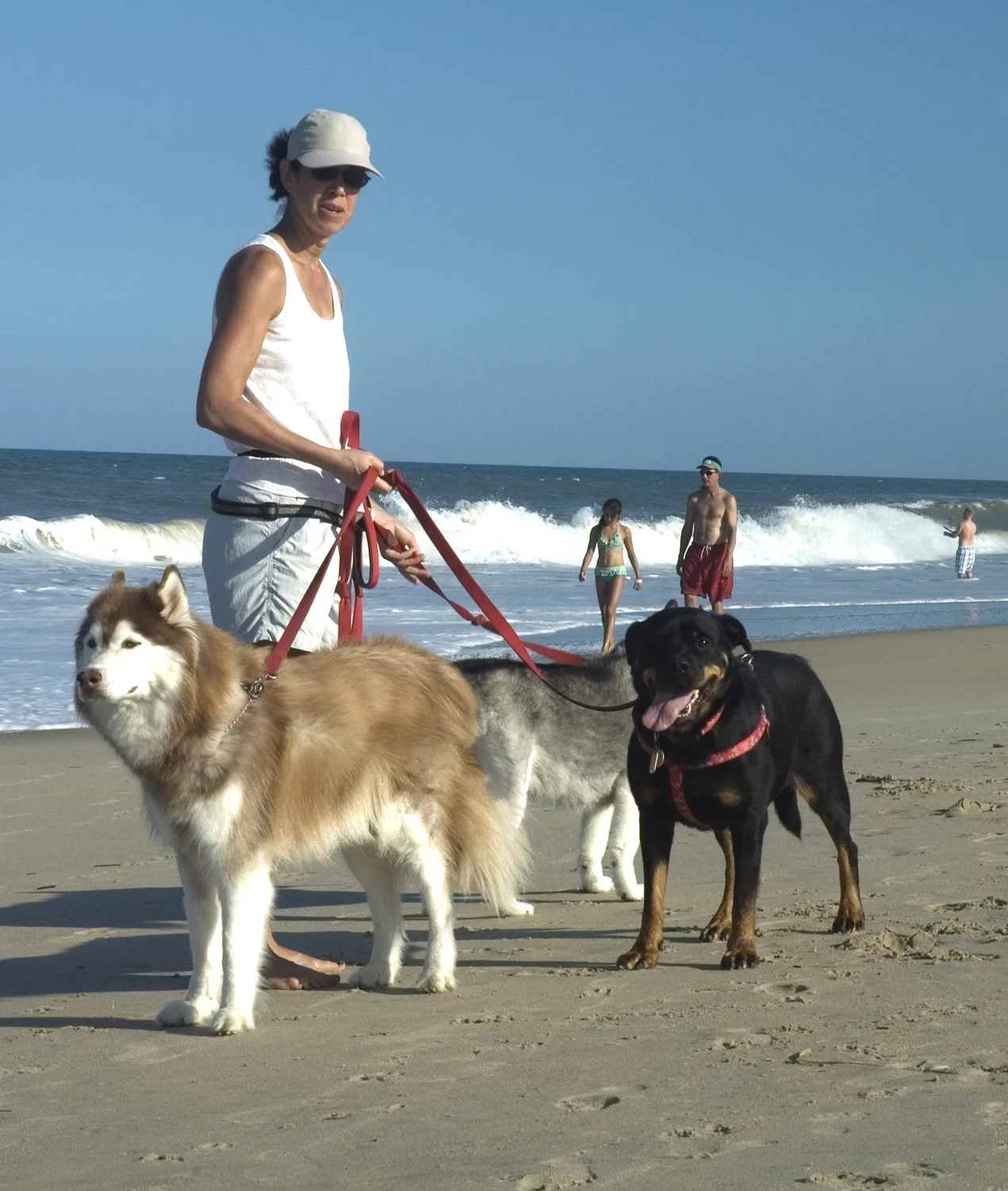 Beach Dog Buddies