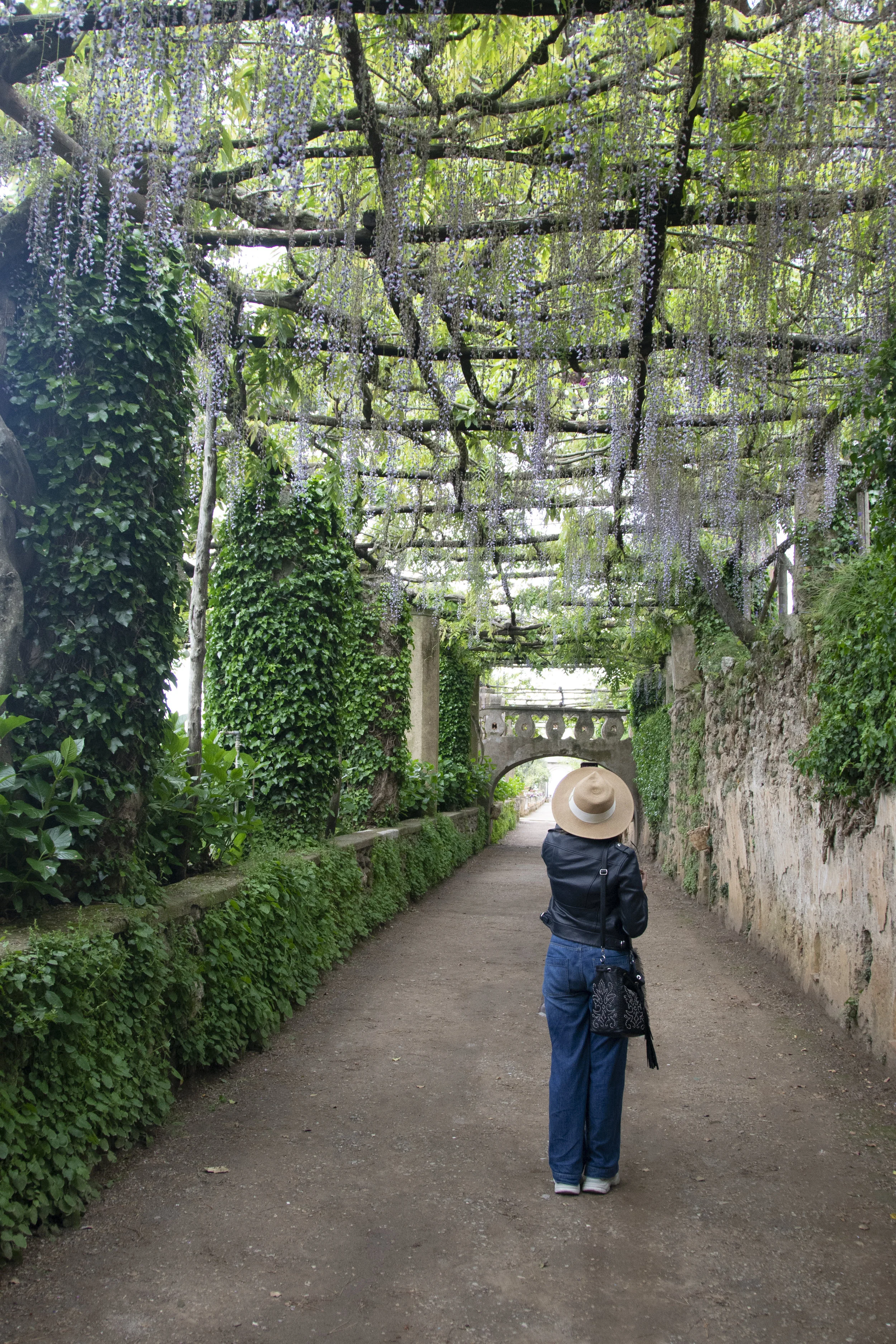 Wisteria in bloom