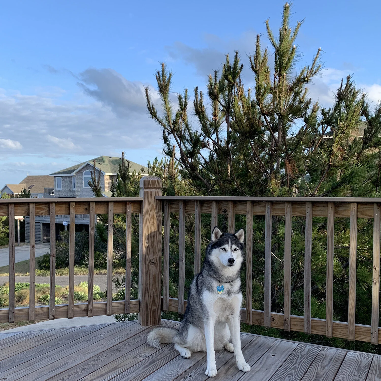 Layla on deck