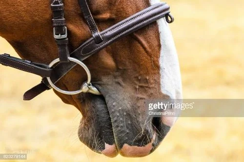 Our Words: A Sign of Our Faith