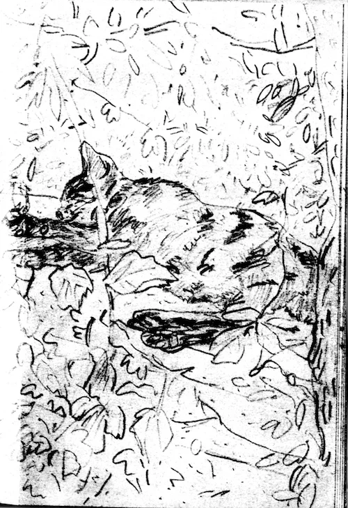 CAt in a French Garden (pencil drawing) ©irenejuliawise