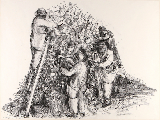 Orange Pickers (charcoal drawing) ©irenejuliawise