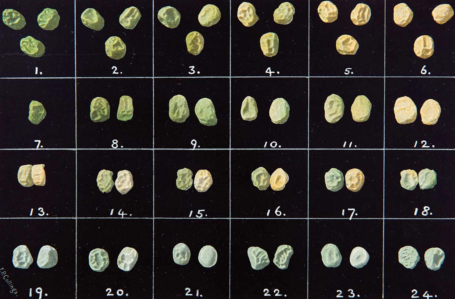 Image of peas from Weldon, W. F. R. 1902. Mendel’s laws of alternative inheritance in peas. Biometrika, 1:228-254.