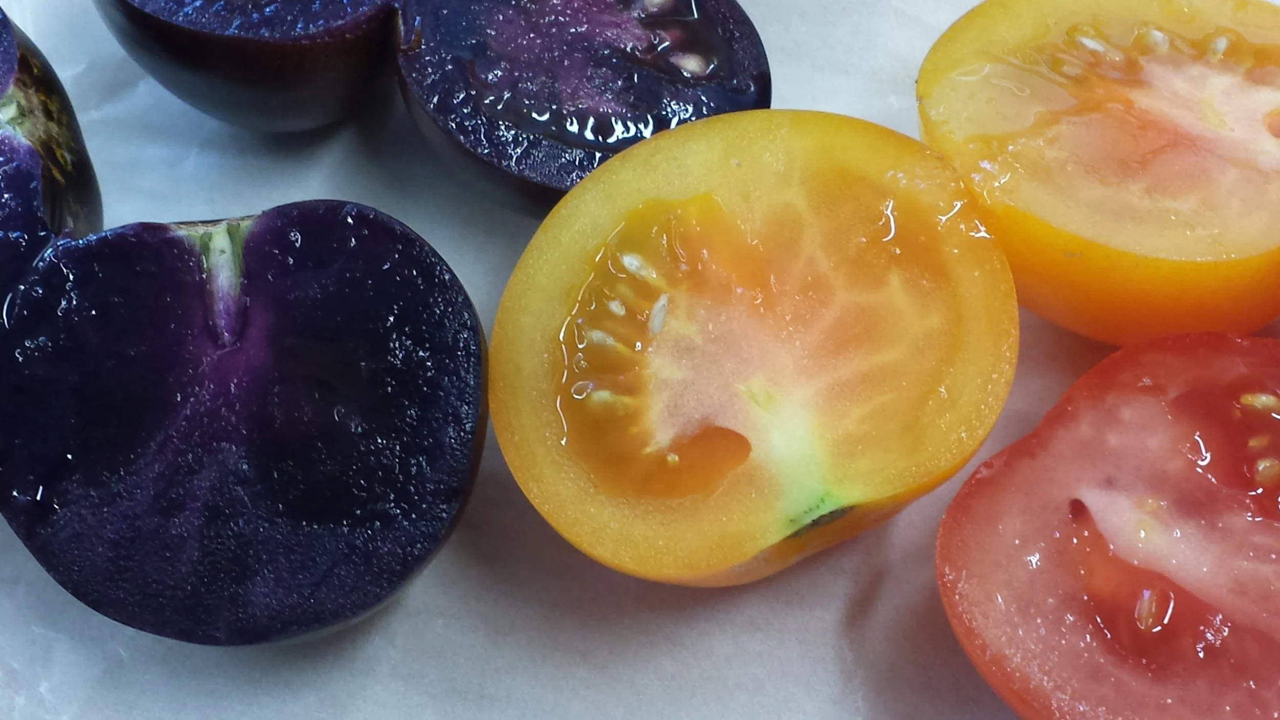 Cathie Martin’s GM tomatoes. Photo: Kat Arney, all rights reserved
