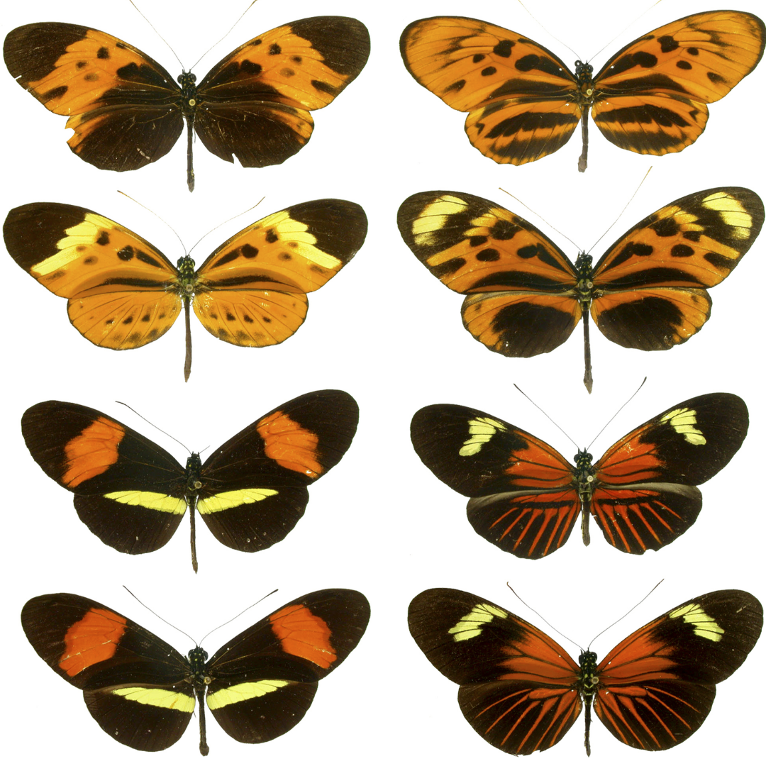 004 - Witness the fitness