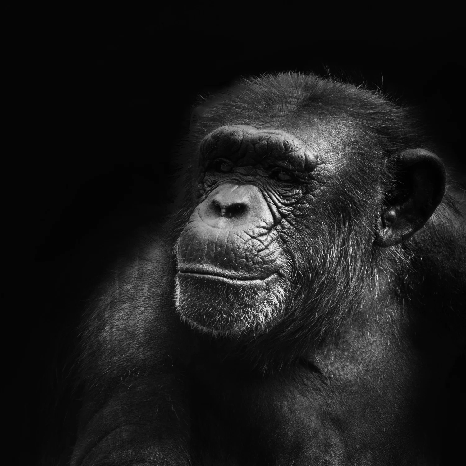 009 - Chimps, cancer genes and missing kids