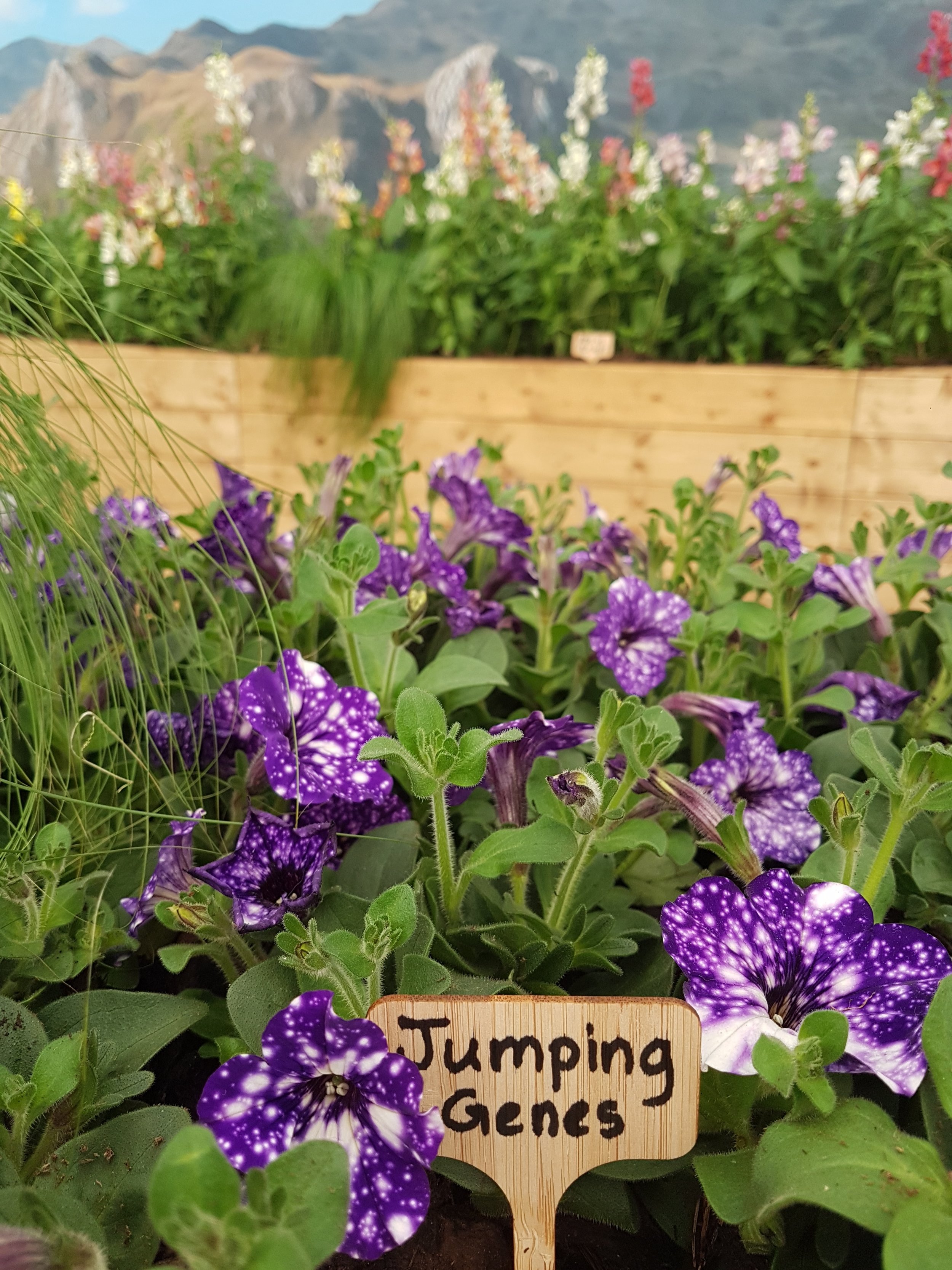 Night Sky petunias