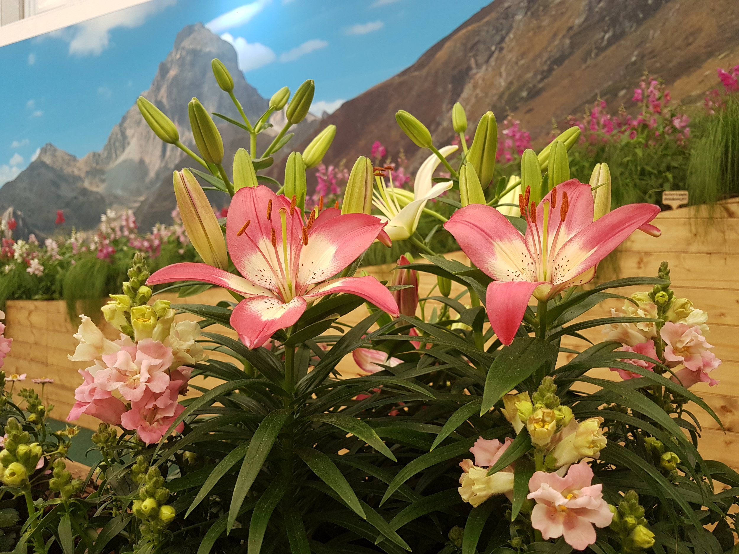 Lillies in the Valley