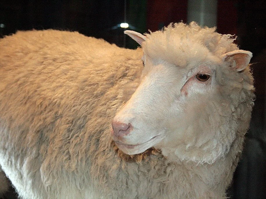 Dolly the Sheep via Flickr , Toni Barros (CC BY-SA 2.0)
