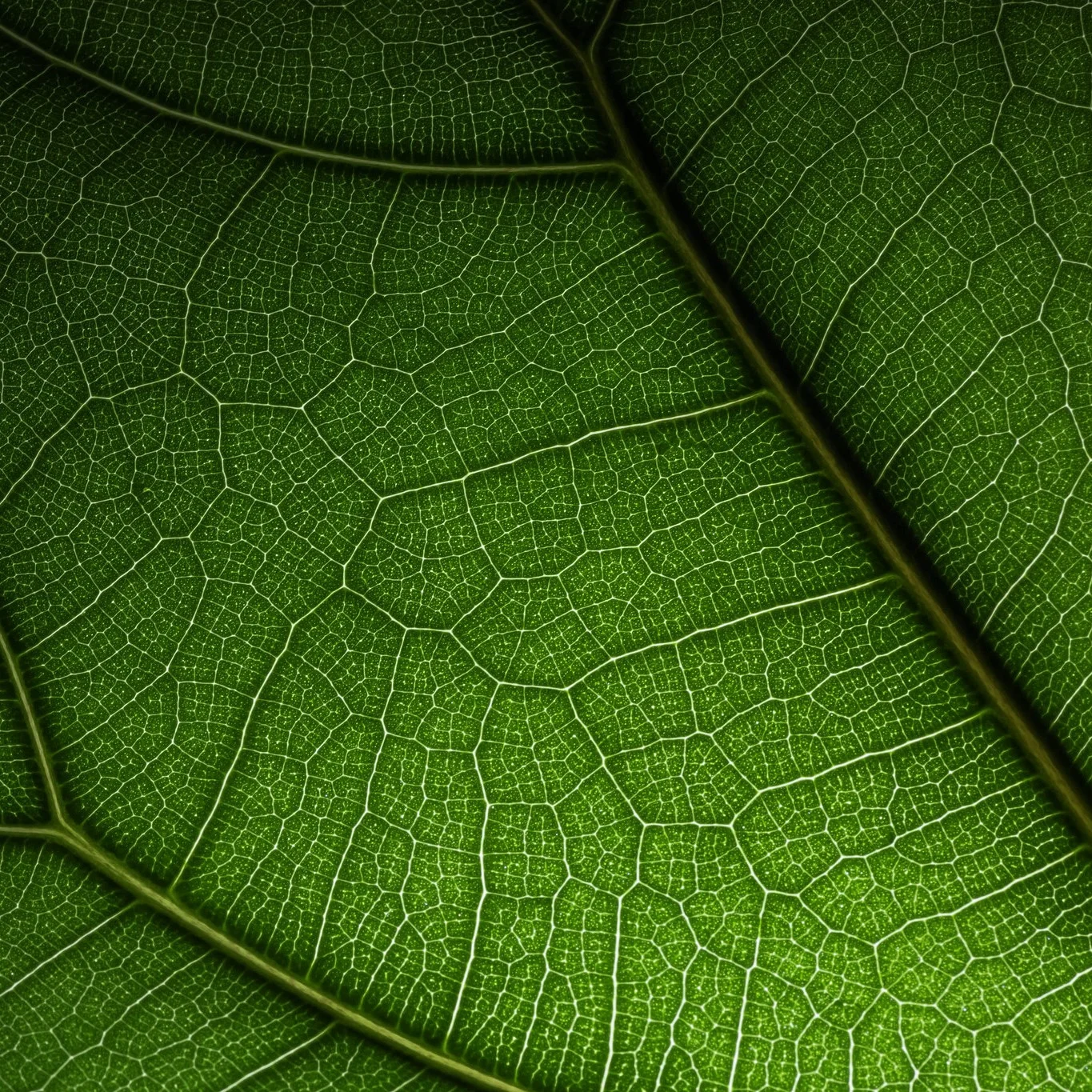 Moving in together - How the theory of endosymbiosis changed biology