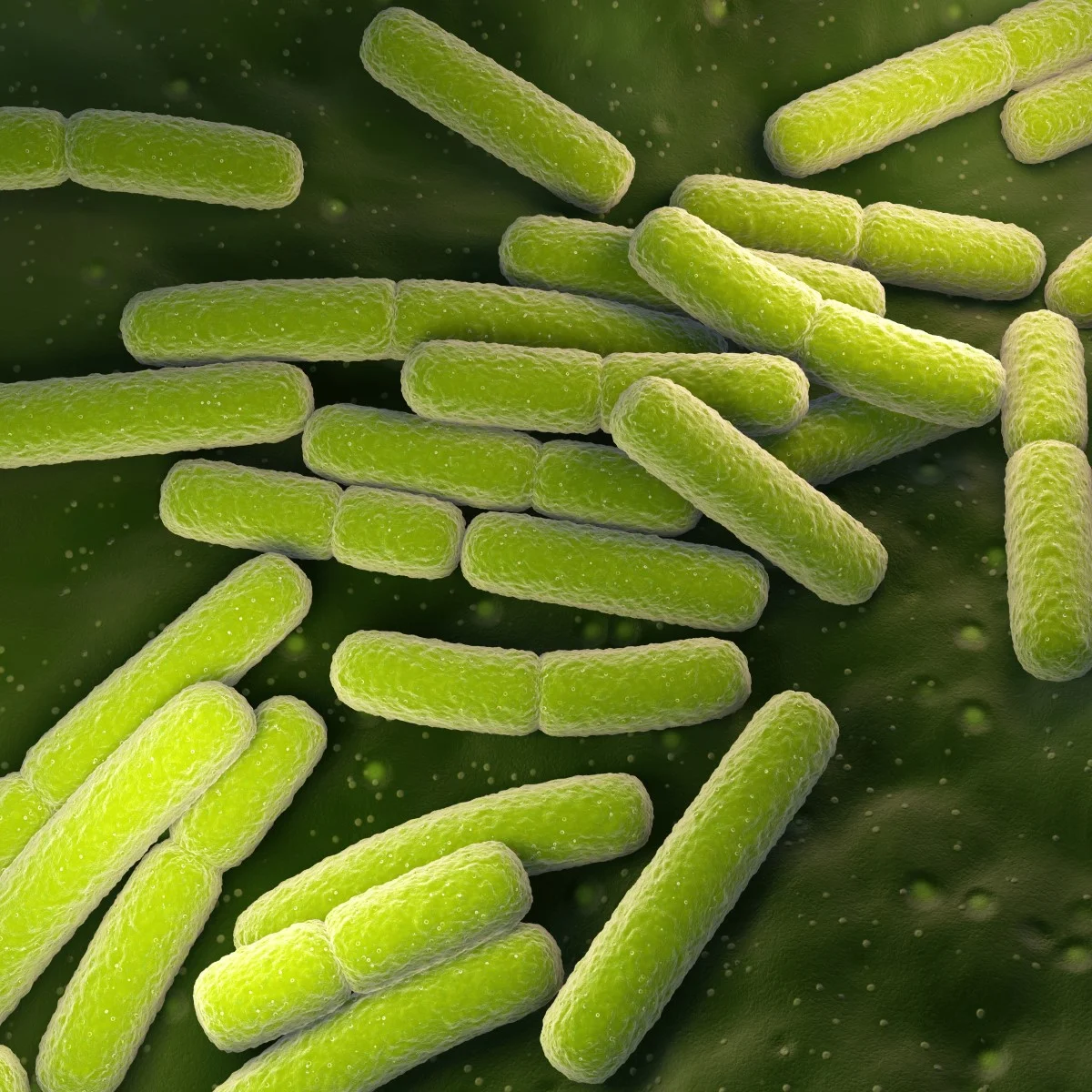 024 - Exploring the Poop-ome, from the microbiome to metagenomics