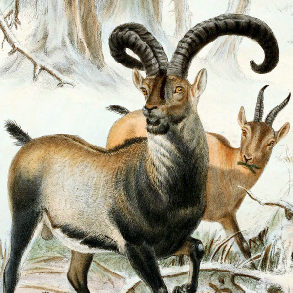 Making a comeback - the science of de-extinction