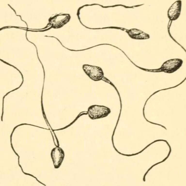 028 - Sperm wars, sneaky sheep, substandard stallions and more