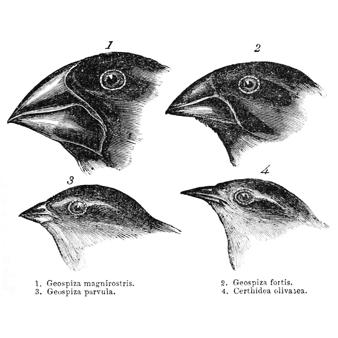 S3.01 - Investigating the icons of evolution, from Darwin's Finches to the March of Progress
