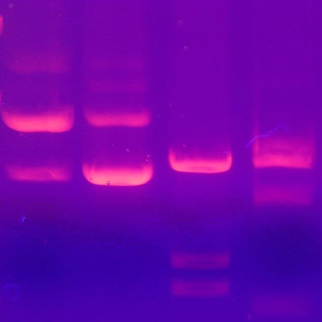 S3.07 An accidental invention: the story of genetic fingerprinting