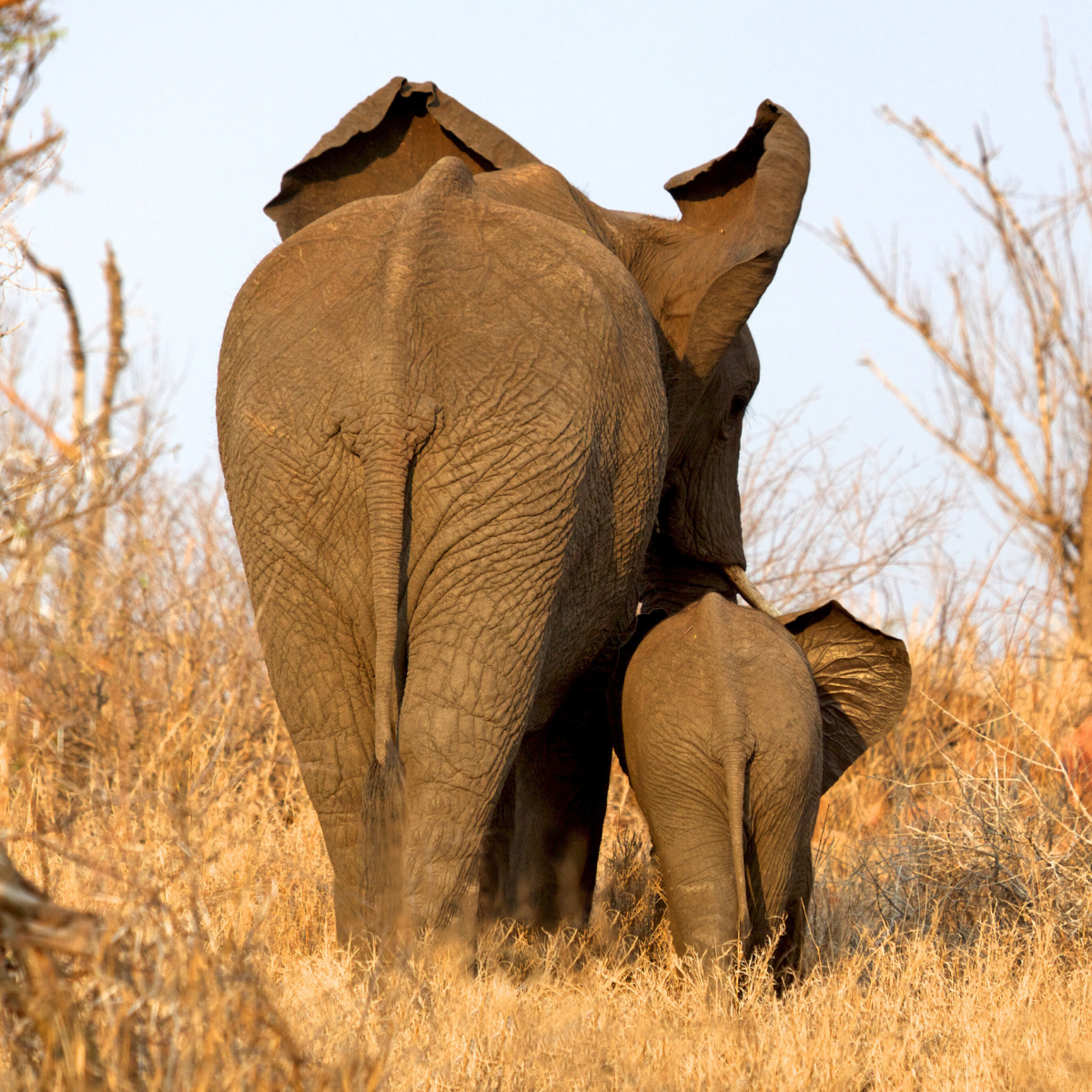 S4.09 Genes and giants - the science of big and small