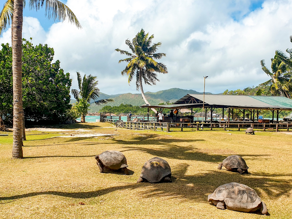 Island life - why some animals shrink and other grow on islands ...
