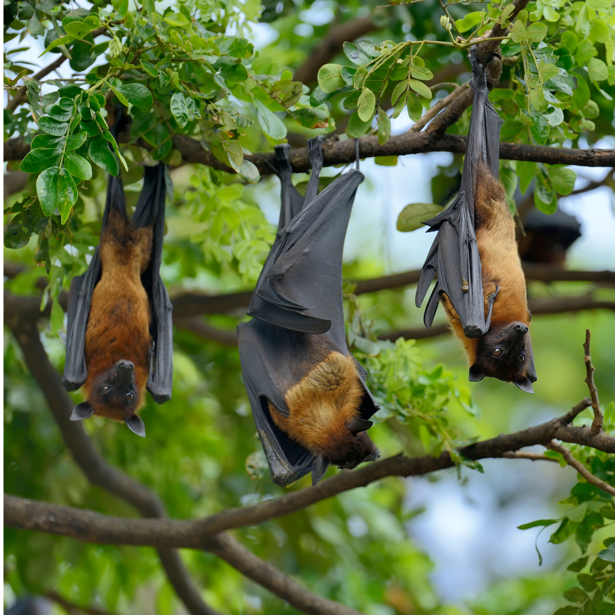 S4.10 Creatures of the night: the genetics of bats