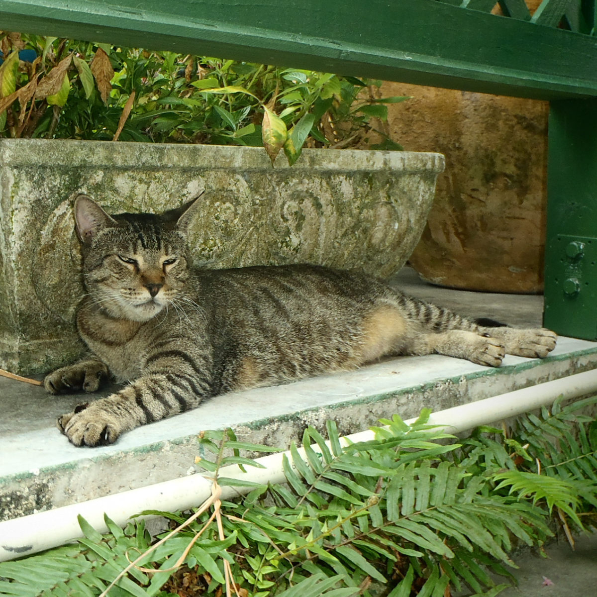 S4.13 Six toed cats and cyclops lambs: The story of Sonic Hedgehog