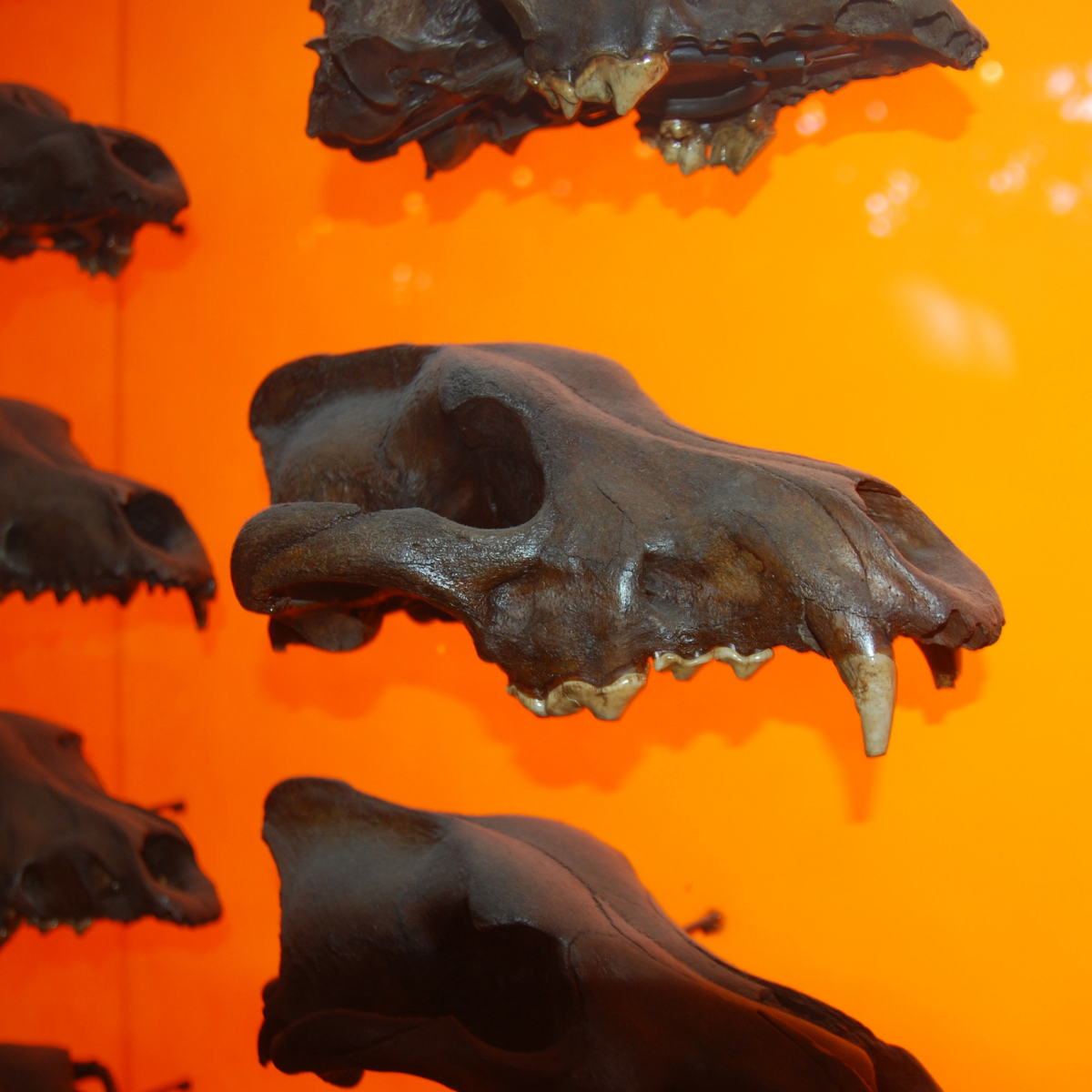 S4.16 Direwolves and Denisovans: Uncovering the stories in ancient DNA
