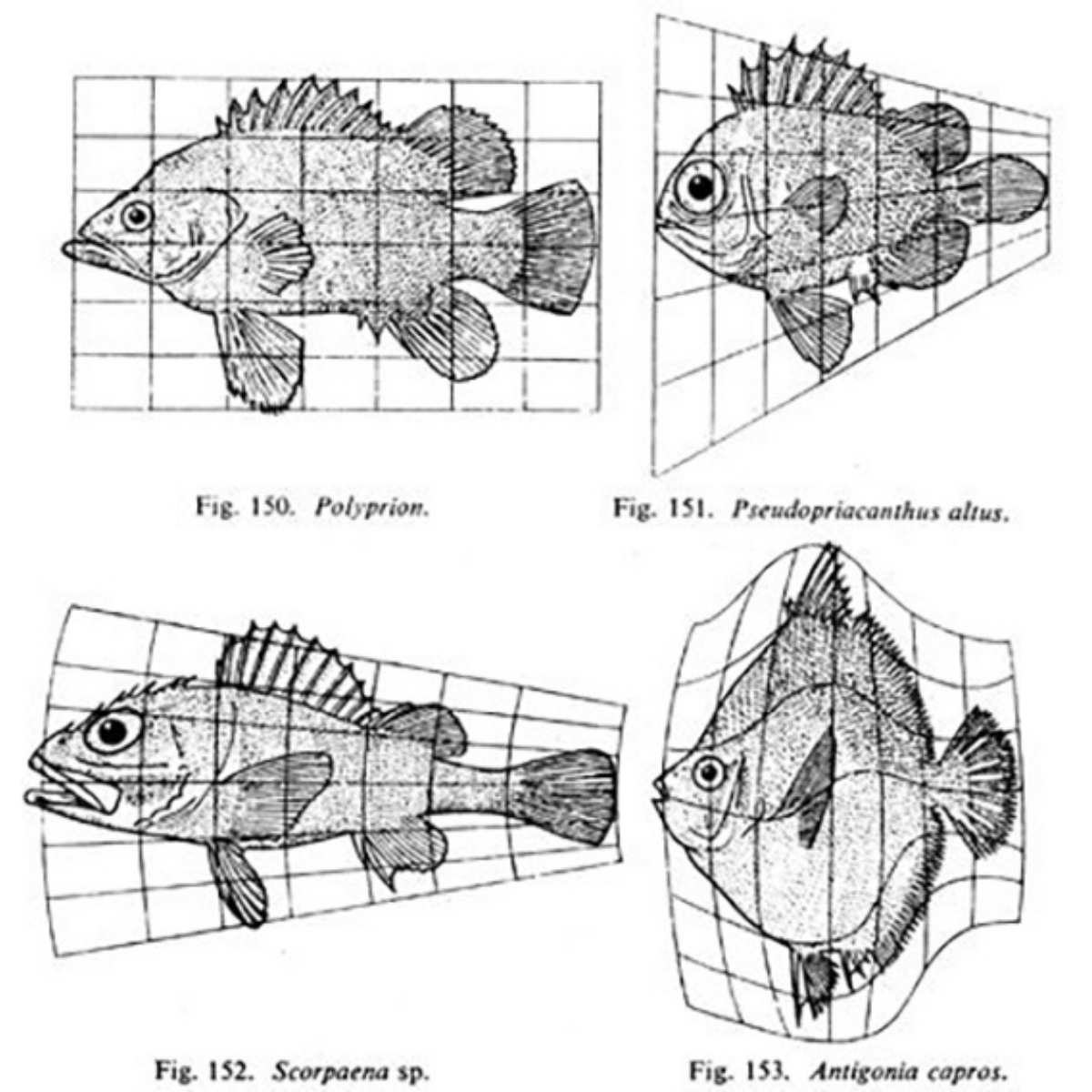 S5.03 On Growth and Form: The extraordinary life and work of D'Arcy Thompson