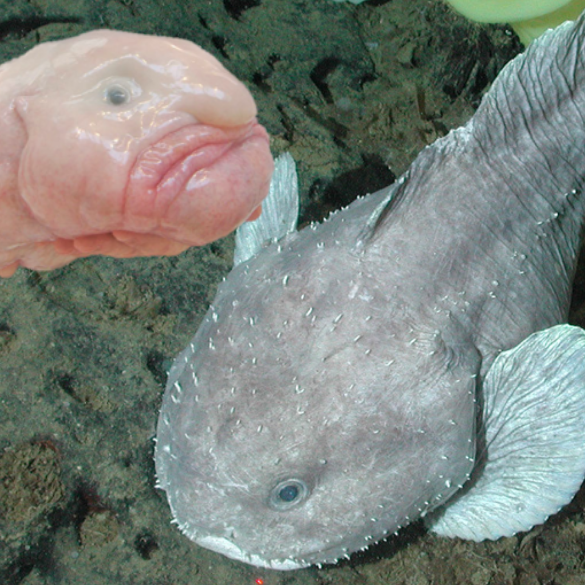 Blob fish - Before and after