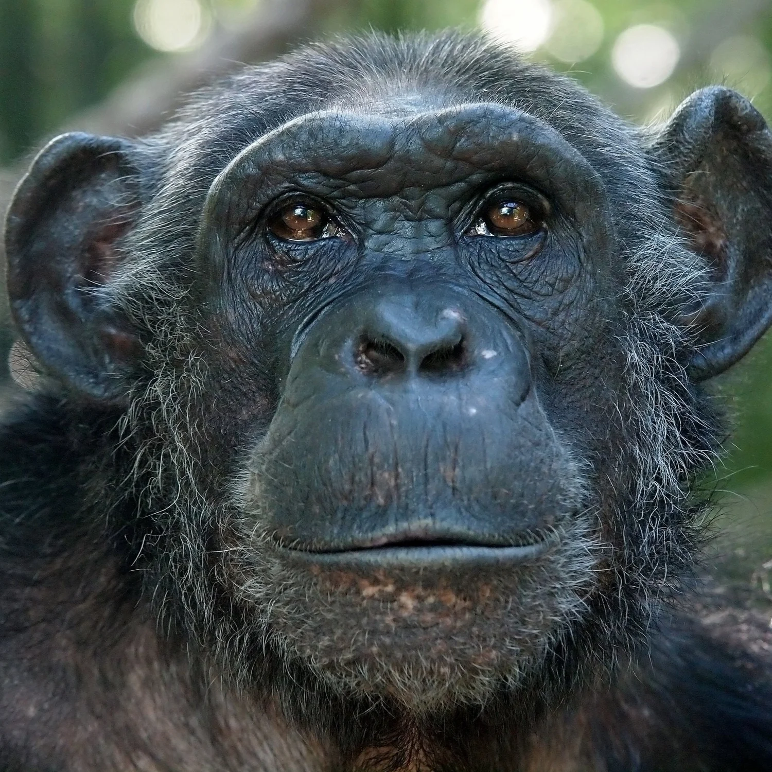 S5.07 Face to face: The viruses that made us human