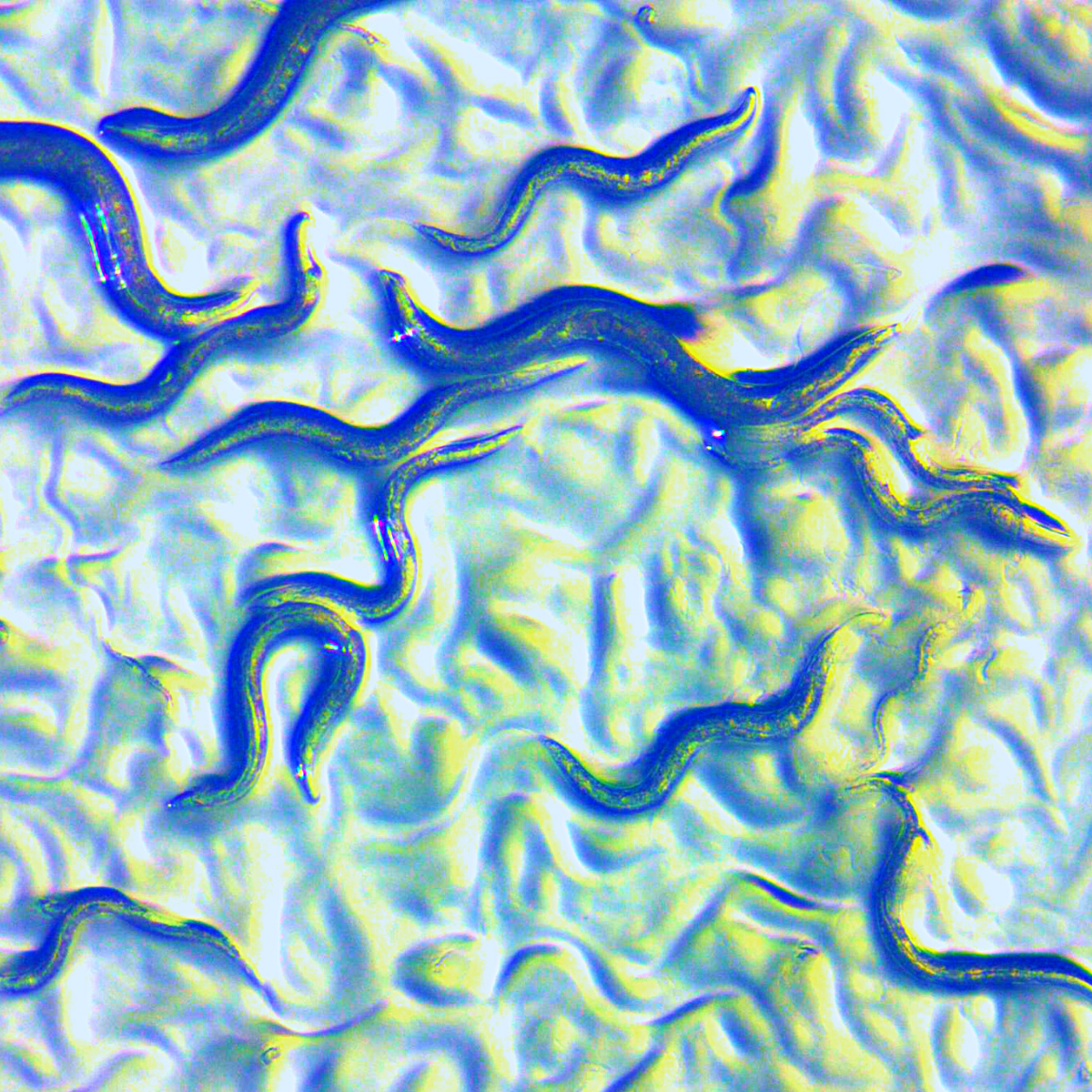 S5.09 Nature, Nurture and 'The Wobble'