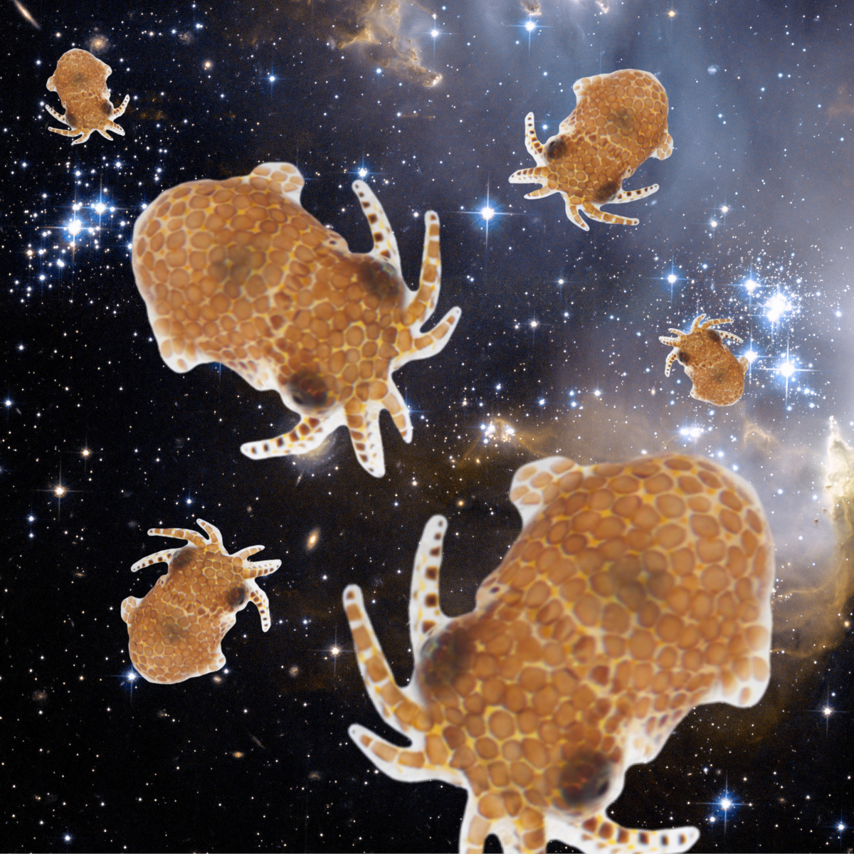 S5.10 Squid Game: the strange science of cephalopods