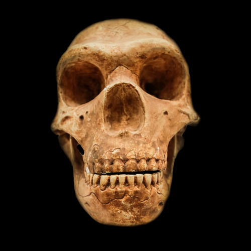 homonid skull