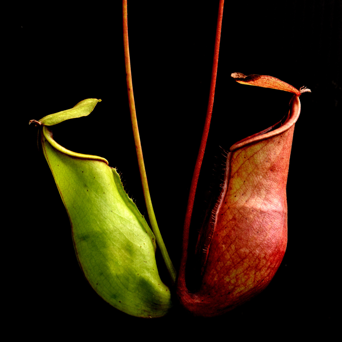 S5.22 Little Shop of Genetic Horrors: the evolution of carnivorous plants