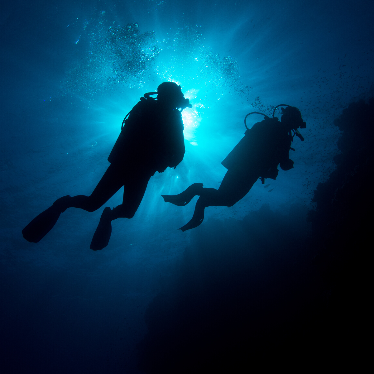 S5.24: Bats, boats and buried bodies: the hidden power of environmental DNA