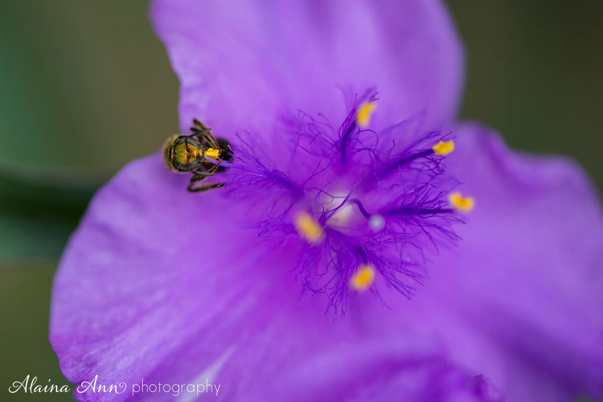 Bee in Focus.jpg