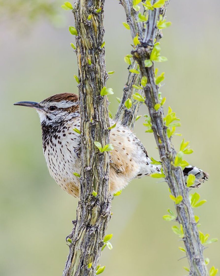 The one and only time a cactus wren posed for me, while living in Arizona.⠀
⠀
Captured on this day, in 2013.