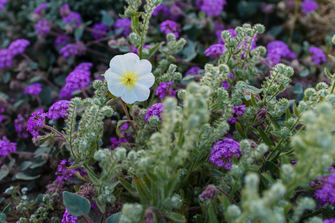 The first of many beautiful wildflowers during my super bloom road trip, two years back.⠀
⠀
Captured on this day, in 2019.