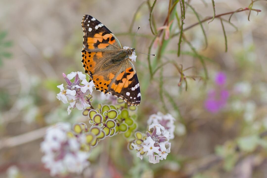 One of many painted lady butterflies enjoying the wildflowers. They were quite literally everywhere. It's estimated millions migrated through California during the super bloom.⠀
⠀
Captured on this day, in 2019.