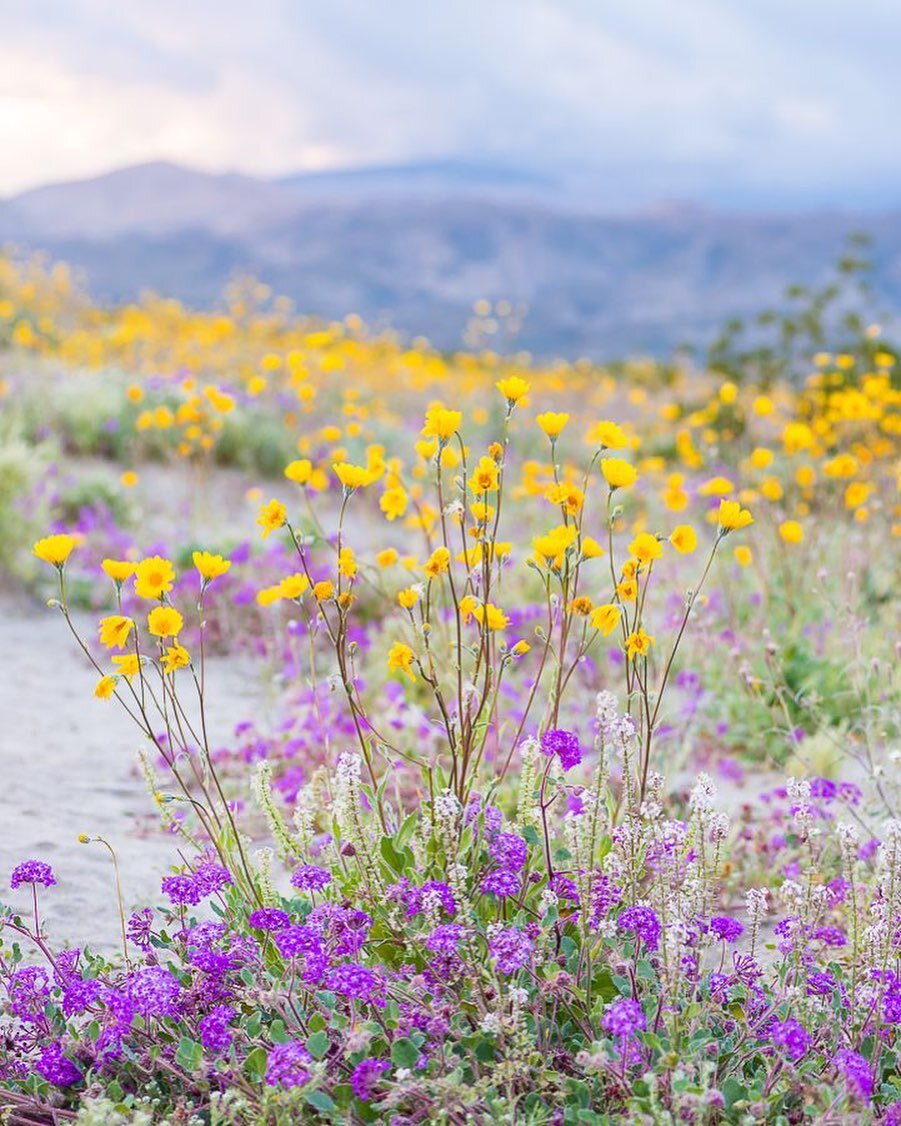 Perhaps my favorite wildflower moment. Countless colorful blooms danced in a gentle breeze, as butterflies fluttered by and the sun set behind nearby mountains.⠀
⠀
Captured on this day, in 2019.