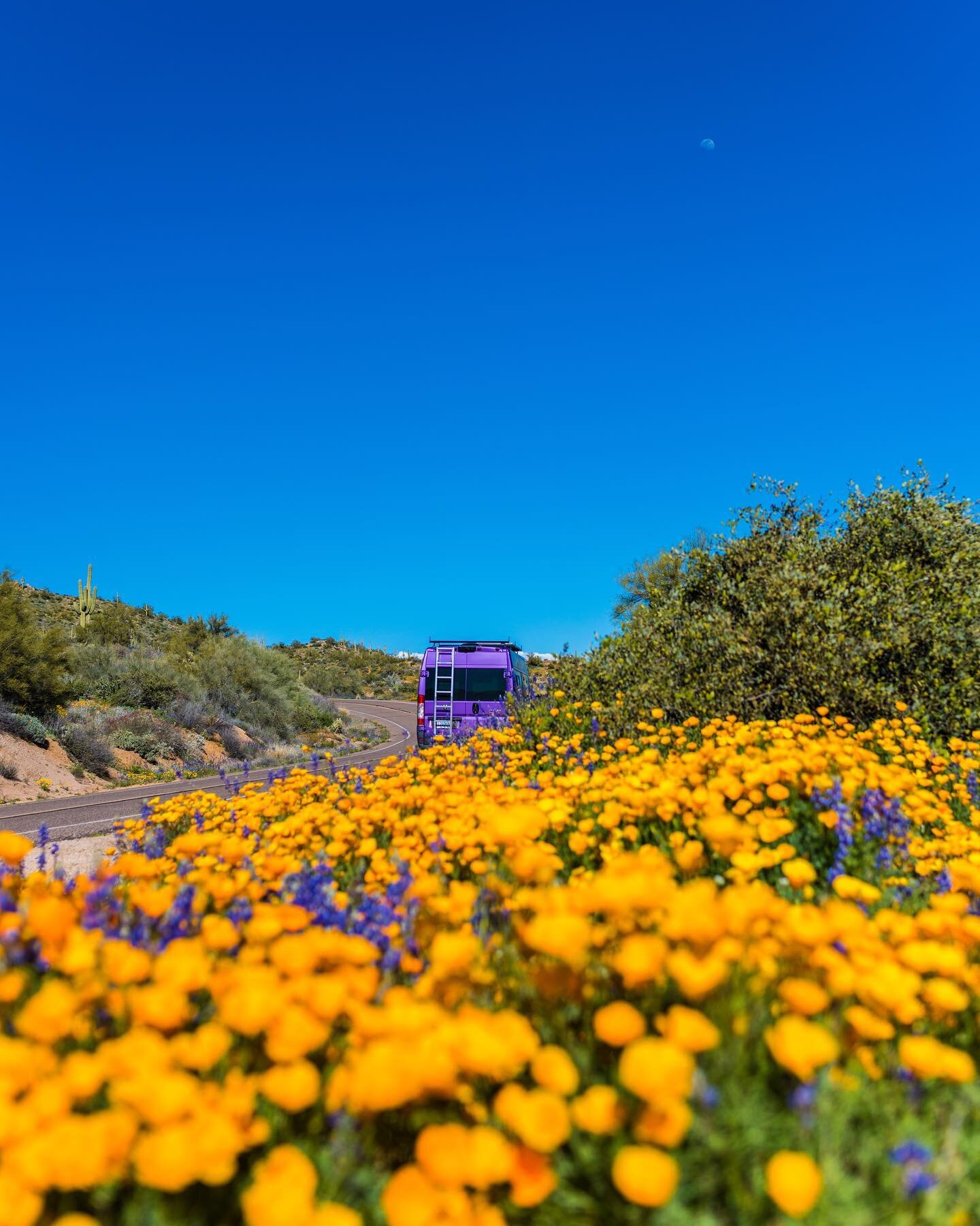 I truly miss living on the road in @dandythevan. Especially this time of year, when wildflowers carpet the desert floor.⠀
⠀
Captured on this day, in 2019.