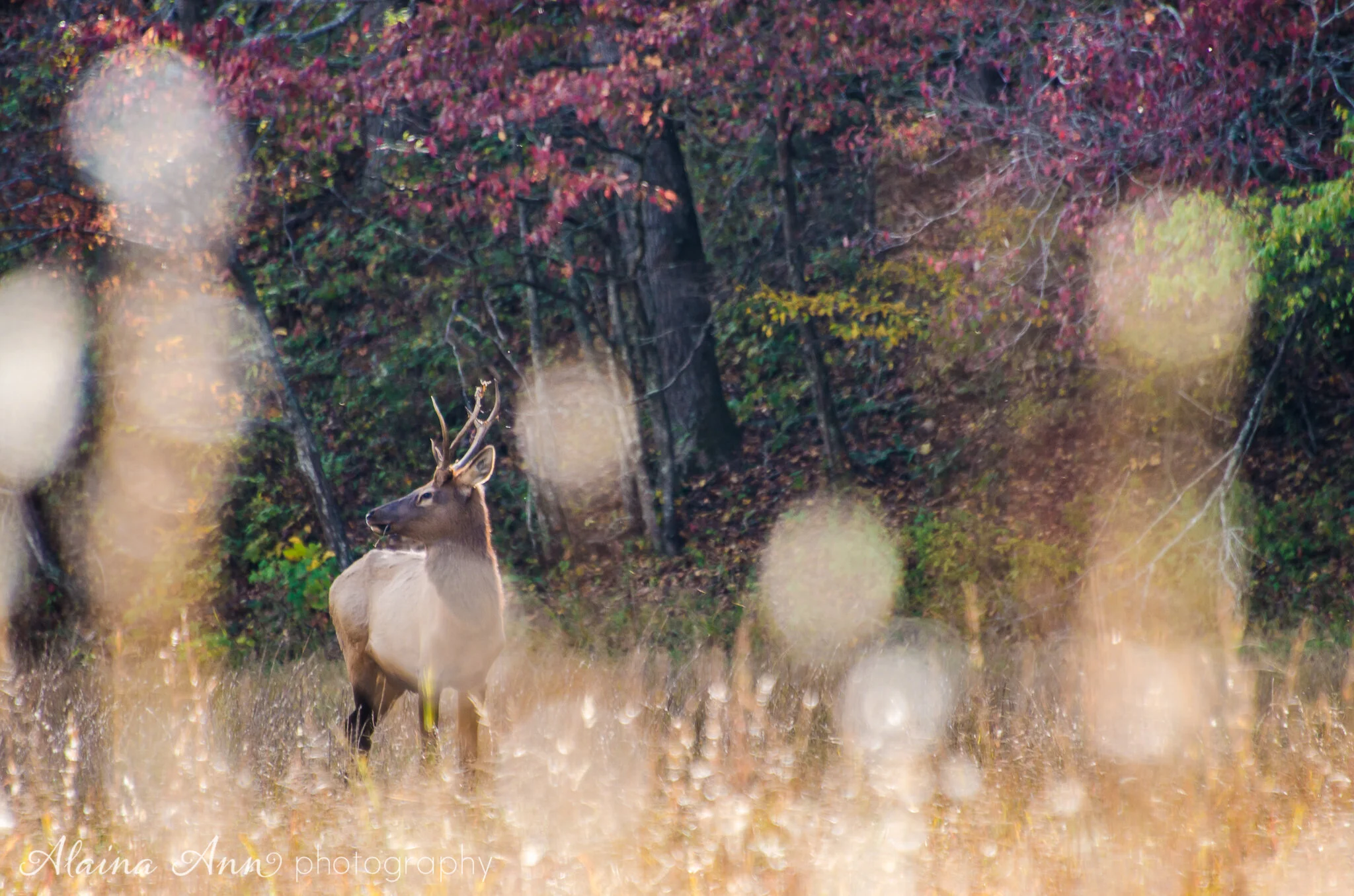 Fall Elk Field