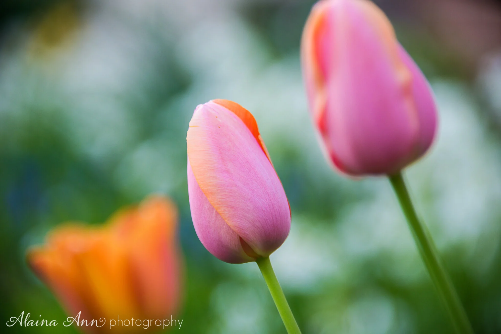 Pink and Coral Tulips