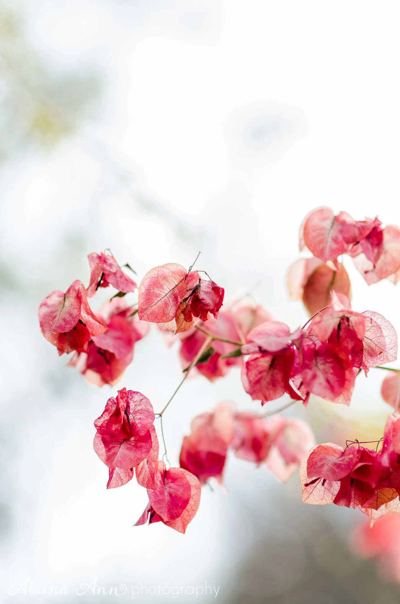 Delicate Pink