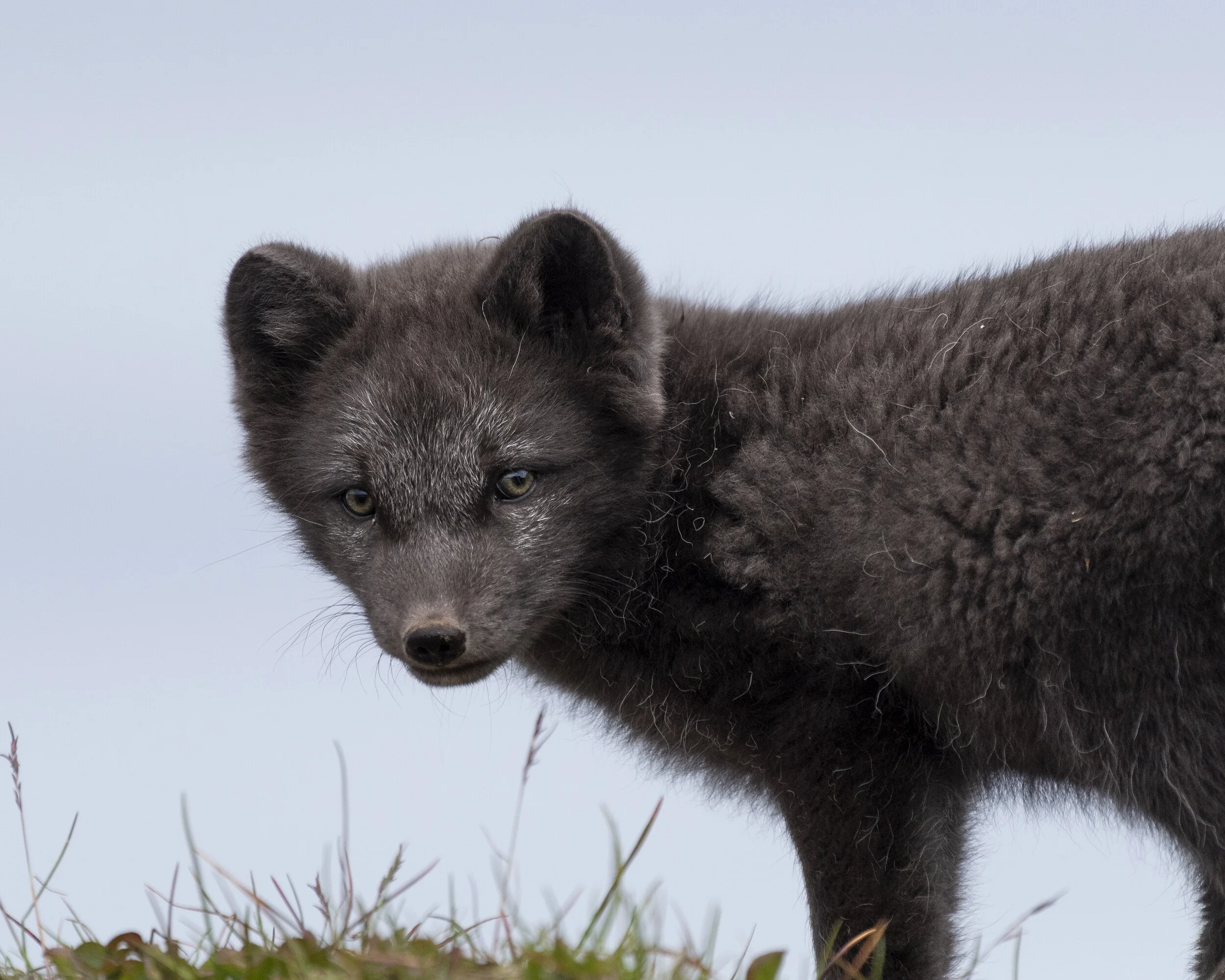Arctic fox summer colors 2