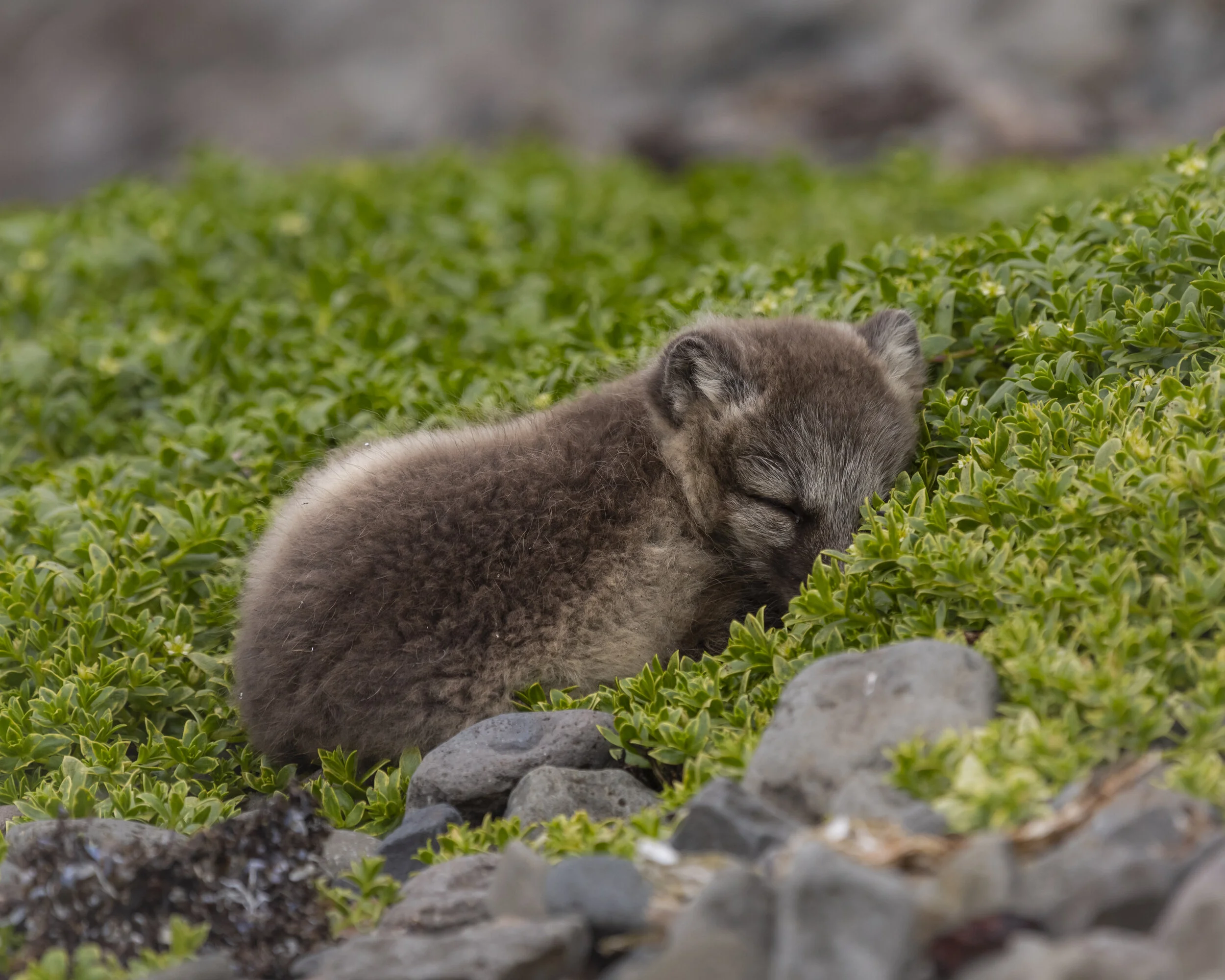 Sleepy arctic fox kit