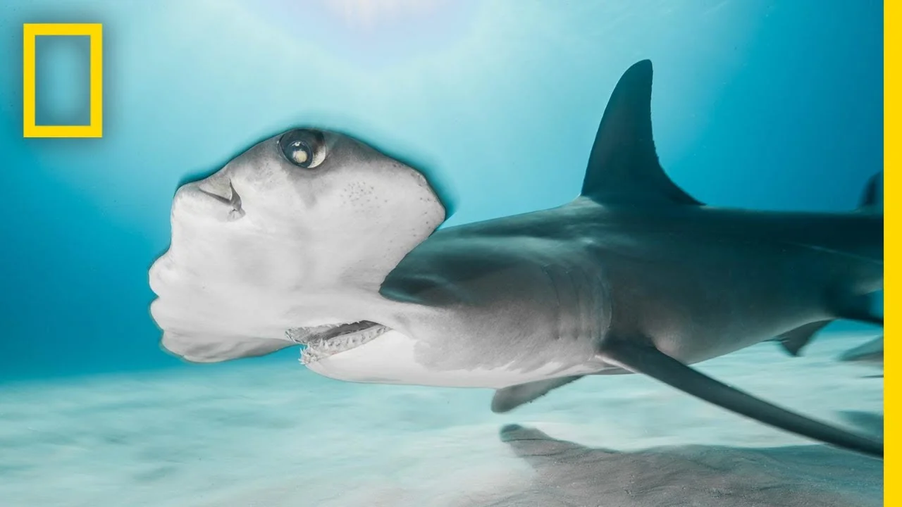 Shark Encounter in 180°: Worth More Alive | National Geographic 
