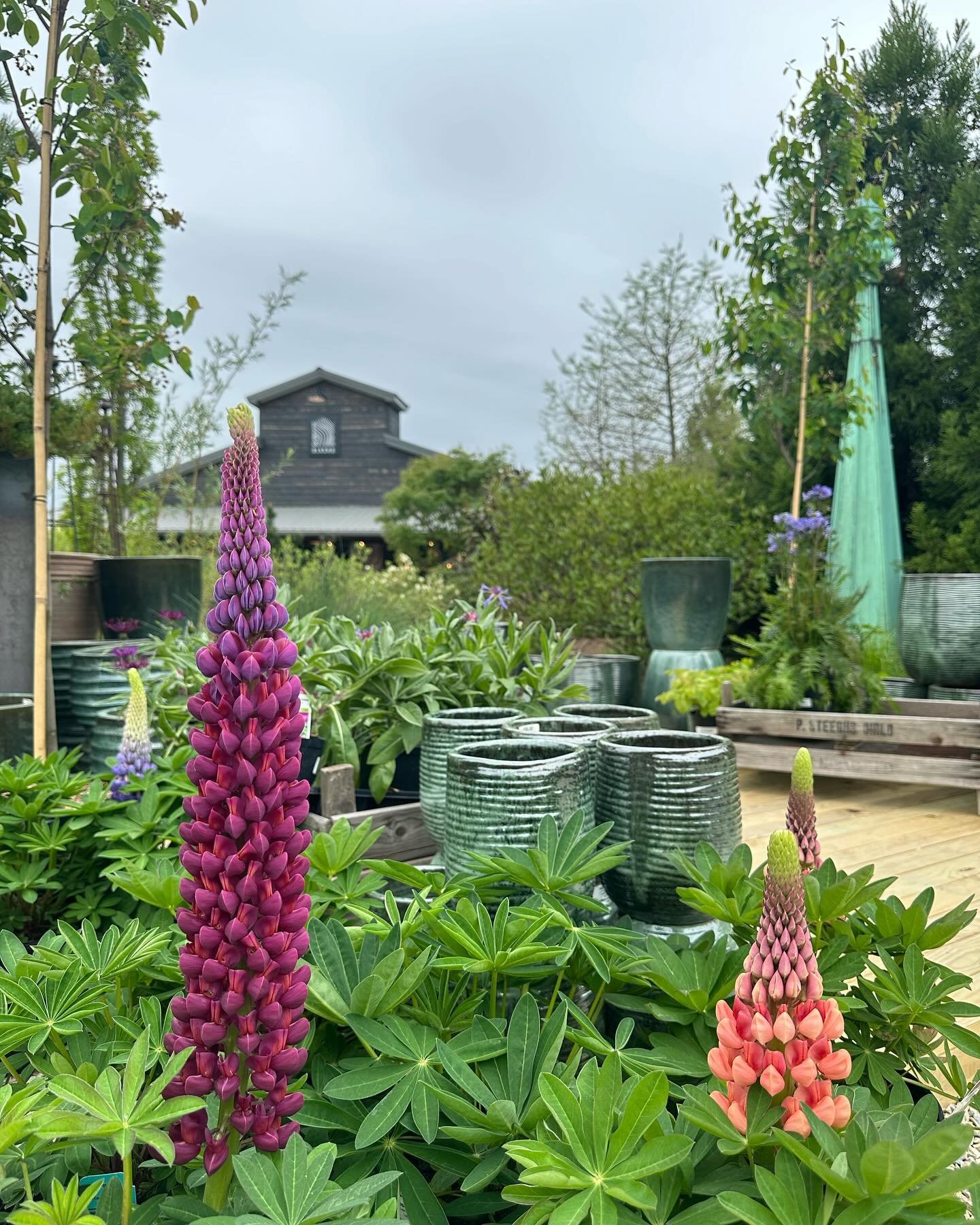 Visit our sublime oasis this weekend. 🪴 Cloudy skies aren&rsquo;t enough to keep us from strolling through the garden center, but we have so much for you to see inside the shop too. 

The bar and coffee shop are open all weekend!

SATURDAY 5/4
🌮 We